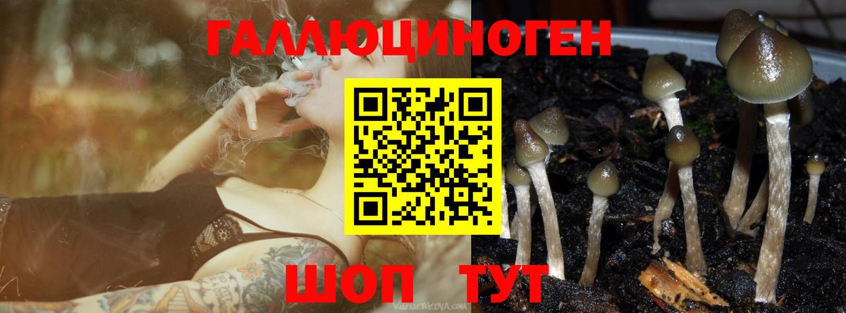 Галлюциногенные грибы Cubensis Железногорск